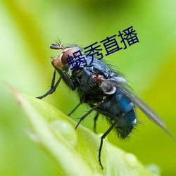 蜗秀(秀)直(直)播(播)