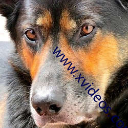 www.xvideos.com