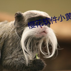 樱花软件小黄片