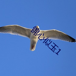 錦心似玉1