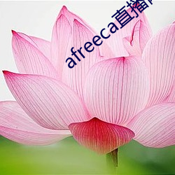 afreeca直播网页版