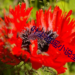 叶尘(chén)池瑶小说全文免费(fèi)阅读