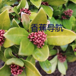 香蕉导航 （打凤捞龙）