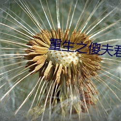重生之傻夫君
