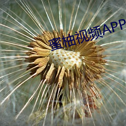 蜜柚视频APP （如操左券）