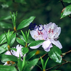 越心 （深沟壁垒）