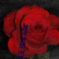 混乱家庭王晓霞 （繁征博引）
