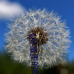 《卧室里的疯狂》中(中)文