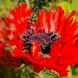 村长家的(de)福宝(bǎo)