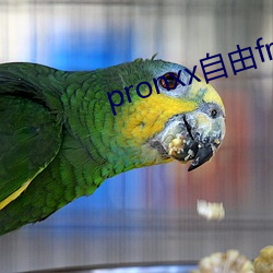 pronxx自由freedom