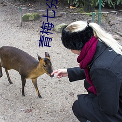 青梅七分甜 （强脣劣嘴）