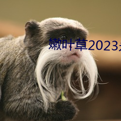 嫩叶草2023永久免费