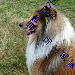 青青草97国产精品免费观看持续(xù)免(miǎn)费(fèi)很久了!网(wǎng)友:马上就来看