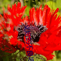 义姐的不良喂养未增删带翻 （高节清风）