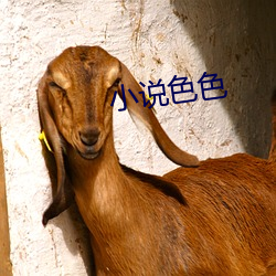 小(xiǎo)说色色