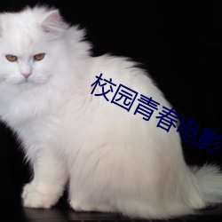 校园青春电(diàn)影