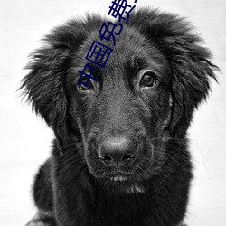 中國免費頂級推理片