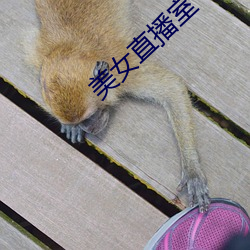 美女直播室
