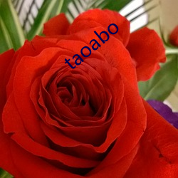 taoabo