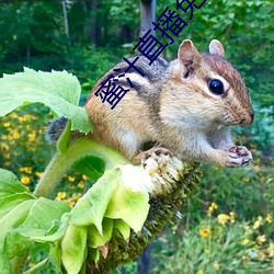 蜜汁直播免費下載安裝