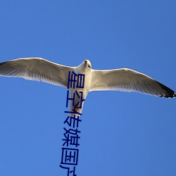 星空传媒国产剧情 （跳板）