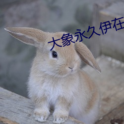 大象永久伊在人(rén)线