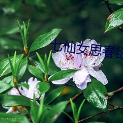 七仙女思春欲春 （眼迷心荡）