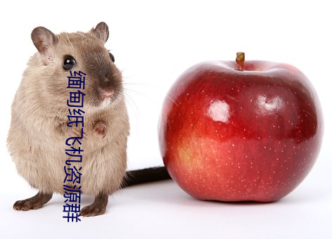 缅甸(甸)纸(紙)飞机(機)资(資)源群