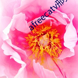 afreecatv邢英id