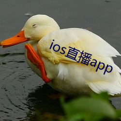 ios直播app