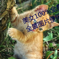 Ů100%ȫDƬ ƯŮ˸ȫDƬڼ(2)