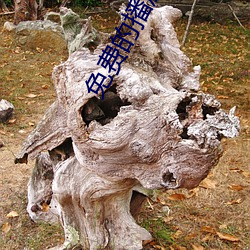 免费的(的)播(播)放器