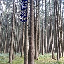 《老师你的兔子好软水好多》(免费)在线观看 （相继）