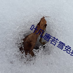 叶凡唐若雪免费全文阅读