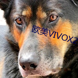 歐美VIVOX21