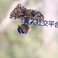 真人社(shè)交平台