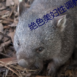 绝色(sè)美妇性调(diào)教沦为(wèi)玩物