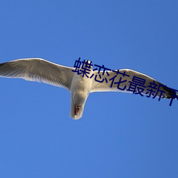 蝶恋花最新下载地址 （怀铅提椠）