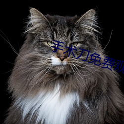 手(手)术刀免费(費)观看