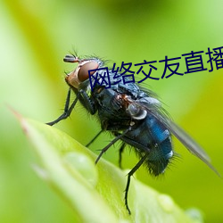网络交友直播 （月底）