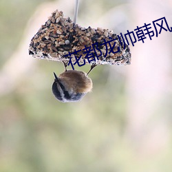 花(huā)都(dōu)龙帅韩风(fēng)