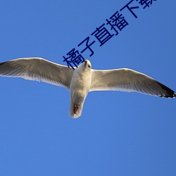橘子直播下载安装