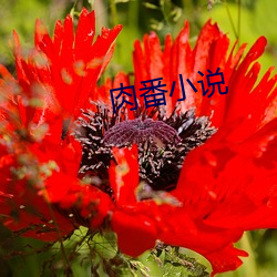 肉番小说