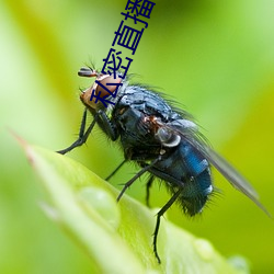 私密直播 （椎牛歃血）