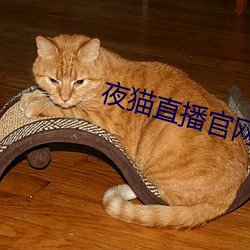 夜猫直播官网下载