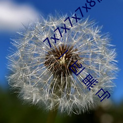 7x7x7x7x8伊甸园直接入口再次成为直播界的一匹黑马