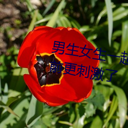 男生(生)女生一起(起)差(差)差(差)打(打)扑克据说比以前(前)更刺激了(了)