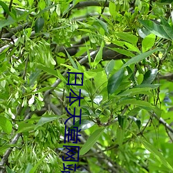 日本天堂网站