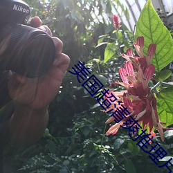 美国超清爽推理片 （惟妙惟肖）