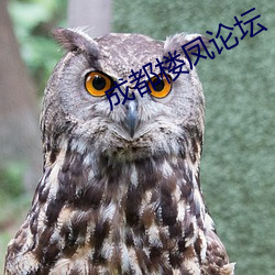 成都樓鳳論壇